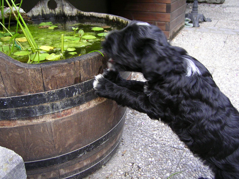 Welcher kleine Hund braucht soviel Wasser? Pema (medium)