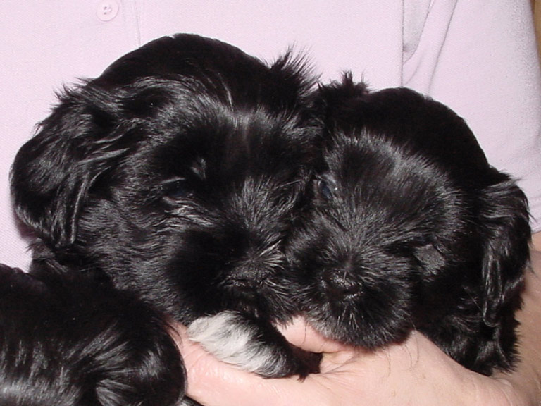 Schwarz/Wei� (Bild 2) (medium)
